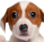 Rappel divagation d'animaux: les chiens doivent être tenus en laisse! Chiens chats trouvés