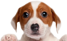 Rappel divagation d’animaux: les chiens doivent être tenus en laisse!