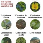Espèces invasives: ouvrez l’œil!