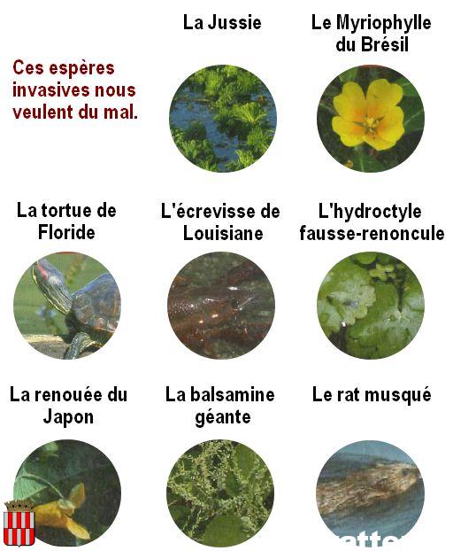 Espèces invasives: ouvrez l’œil!