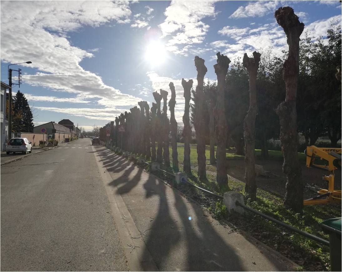 Les arbres plantés chez votre voisin sont trop hauts et trop proches de votre terrain?