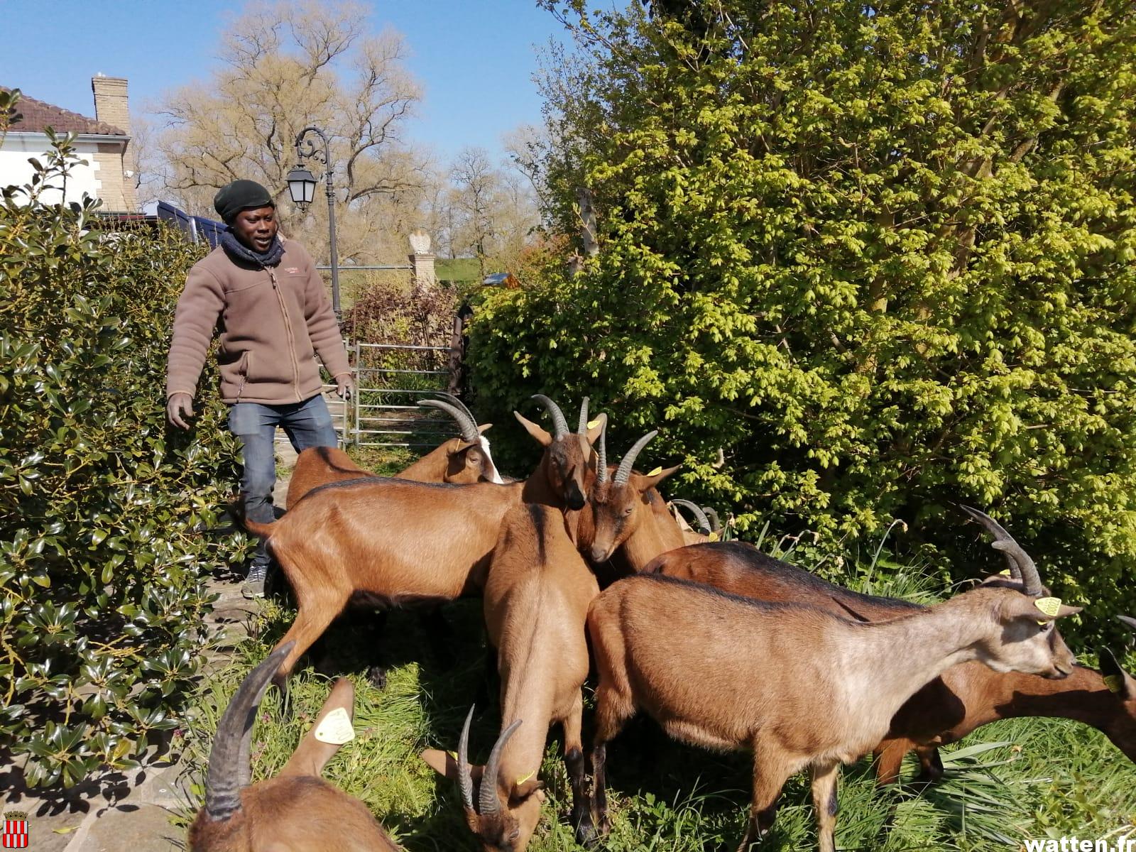 Les chèvres de la ferme Bique n’Brouck sont de retour au moulin pour 2021!