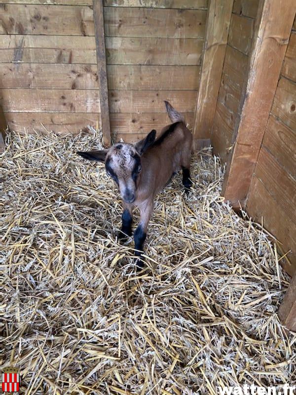 Une naissance au moulin!