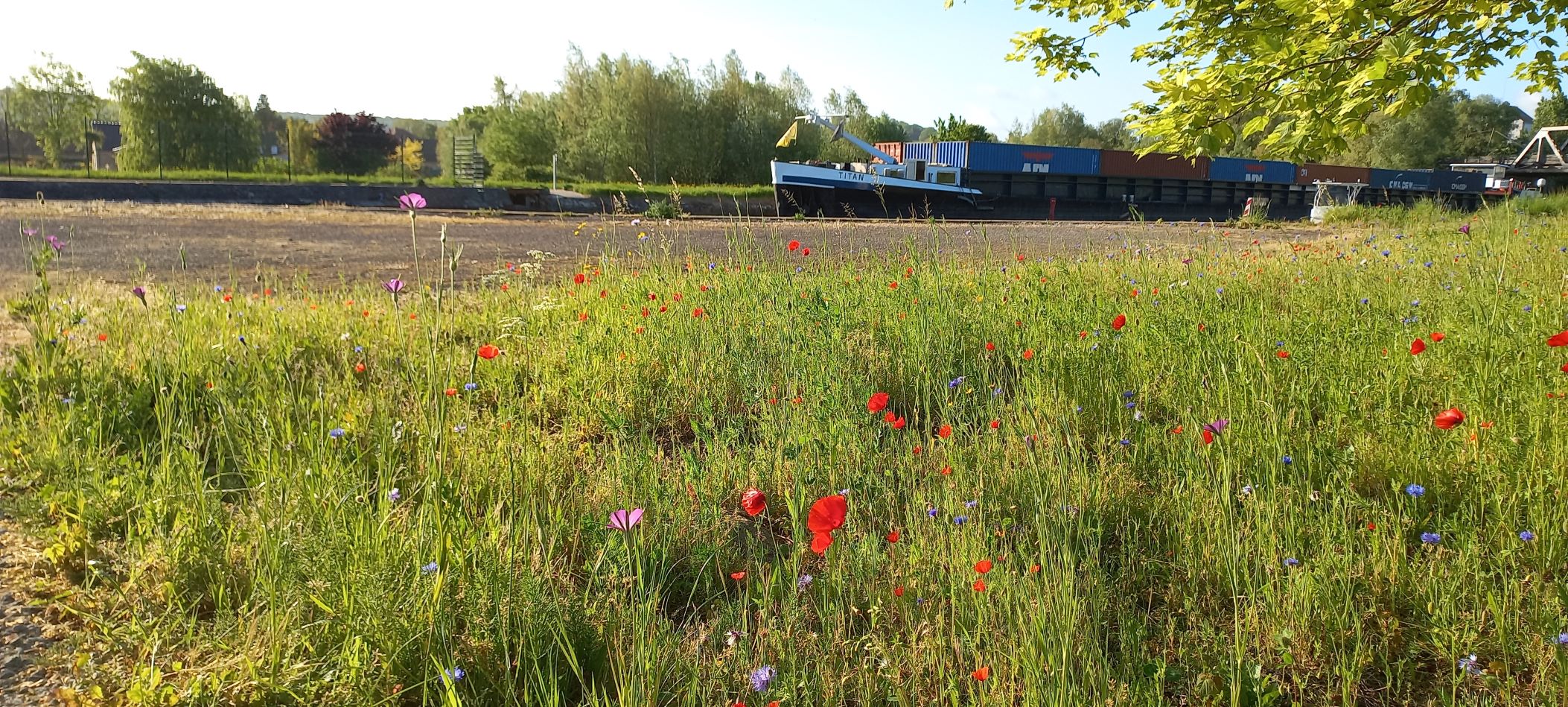 Une prairie fleurie autour de l’écluse