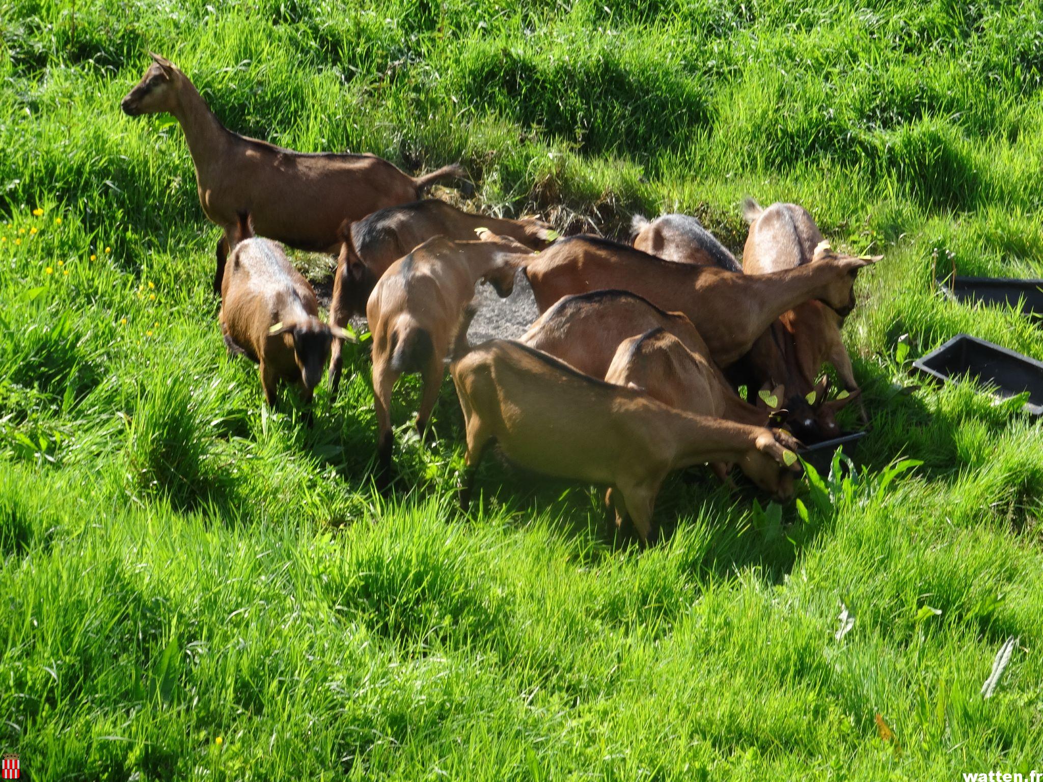 Des moutons au Lac Bleu et des chèvres au Moulin pour l'entretien de l'été 2025 DSC08025