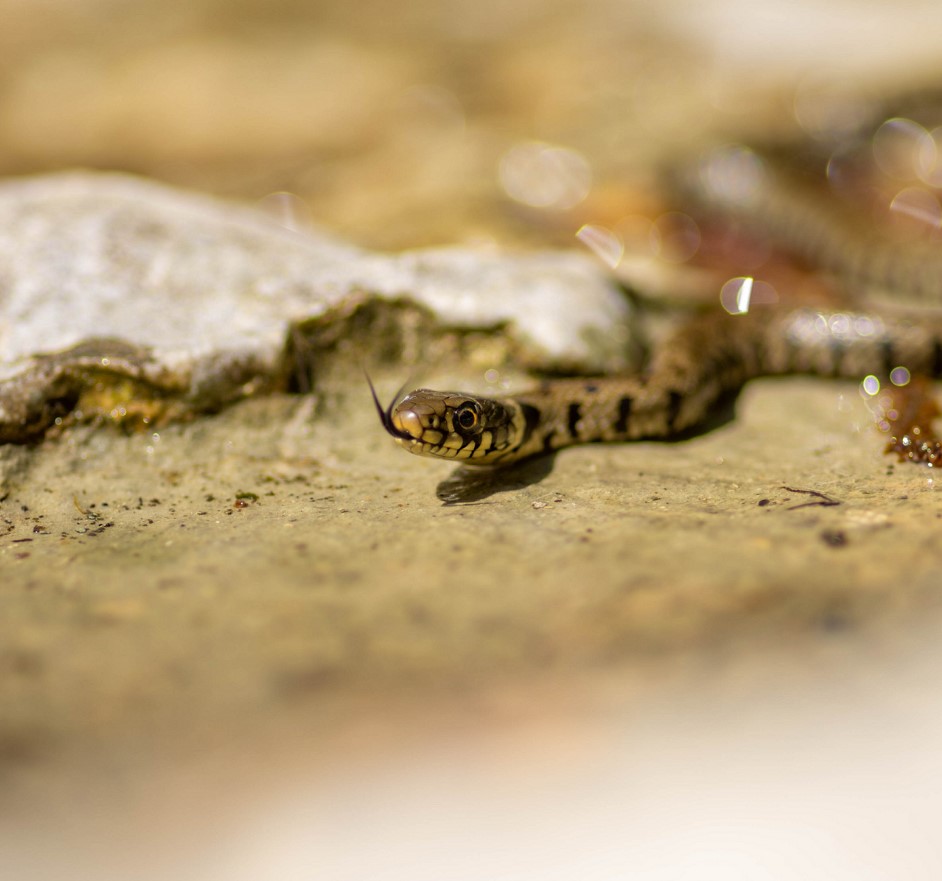 Secret de potions : Serpents et araignées (Rendez-Vous Nature: animation enfant au Lac Bleu)