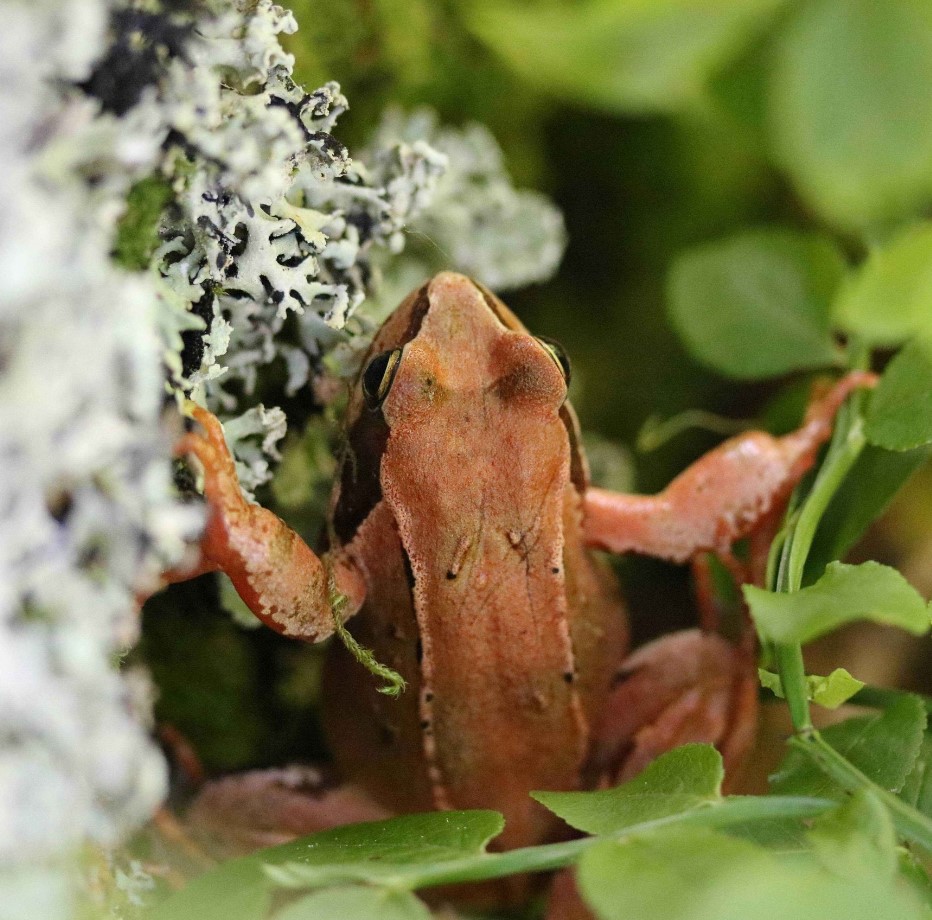 A la rencontre des amphibiens du Lac Bleu