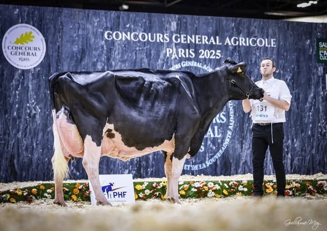 La vache de Sébastien Dambricourt de Watten, 4ème au concours du Salon de l’Agriculture 2025!